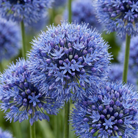 160x Allium Caeruleum - Blauwe sieralui - Blauw - Zomerbloeier - Bolmaat 4/5
