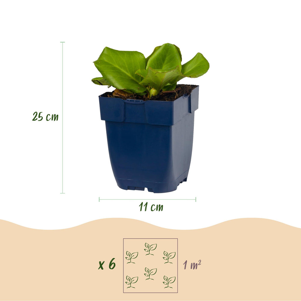 Green boutiQ - Stauden - Bergenia cordifolia - Riesen-Bergenie - Schatten - Rosa - 12 Pflanzen - Topf 11cm - Höhe 15-25cm