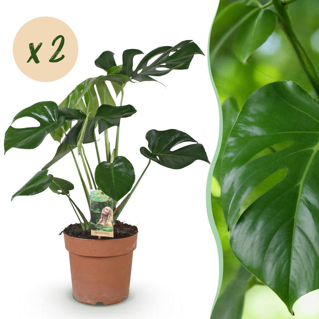 Green BoutiQ - Green is... Plantes d'intérieur - Monstera Deliciosa - Plante à trous - Peu d'entretien - Vert - 2 Plantes - Pot 17cm - Hauteur 50-55cm