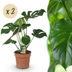 Green BoutiQ - Green is... Plantes d'intérieur - Monstera Deliciosa - Plante à trous - Peu d'entretien - Vert - 2 Plantes - Pot 17cm - Hauteur 50-55cm