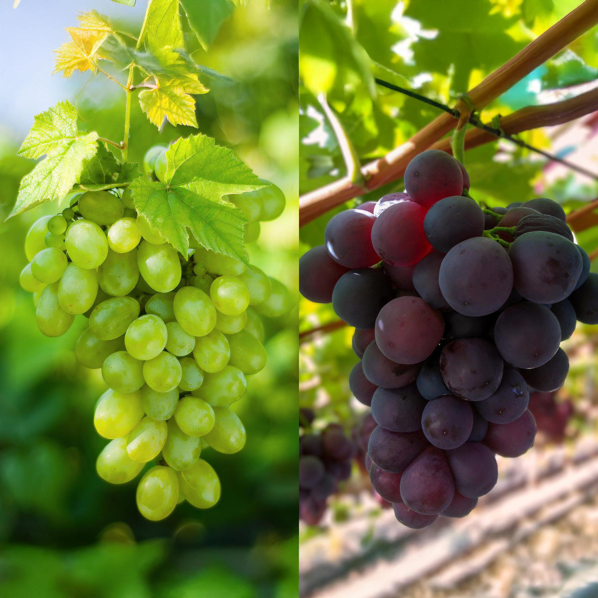 Green boutiQ - Plant fruitier - Vitis vinifera Himrod - Vanessa - Vigne - Sans pépins - Raisin bleu & blanc - 2 plantes - Pot 15cm - Hauteur 50cm
