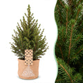 2x Picea glauca Conica - Dwarf Alberta Spruce - Green - Christmas tree - incl. jute bag - Ø17cm - ↕65cm
