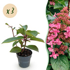 Green boutiQ - Plante de jardin - Hydrangea paniculata Living Infinity - Hortensia paniculé - Rustique - Blanc - 3 Plantes - Pot 12 cm - Hauteur 20-30 cm