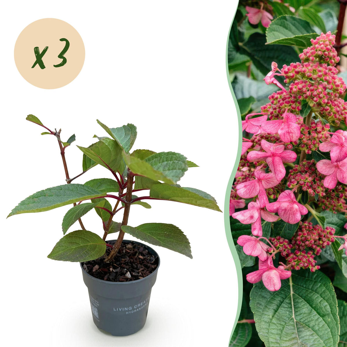 Green boutiQ - Plante de jardin - Hydrangea paniculata Living Infinity - Hortensia paniculé - Rustique - Blanc - 3 Plantes - Pot 12 cm - Hauteur 20-30 cm