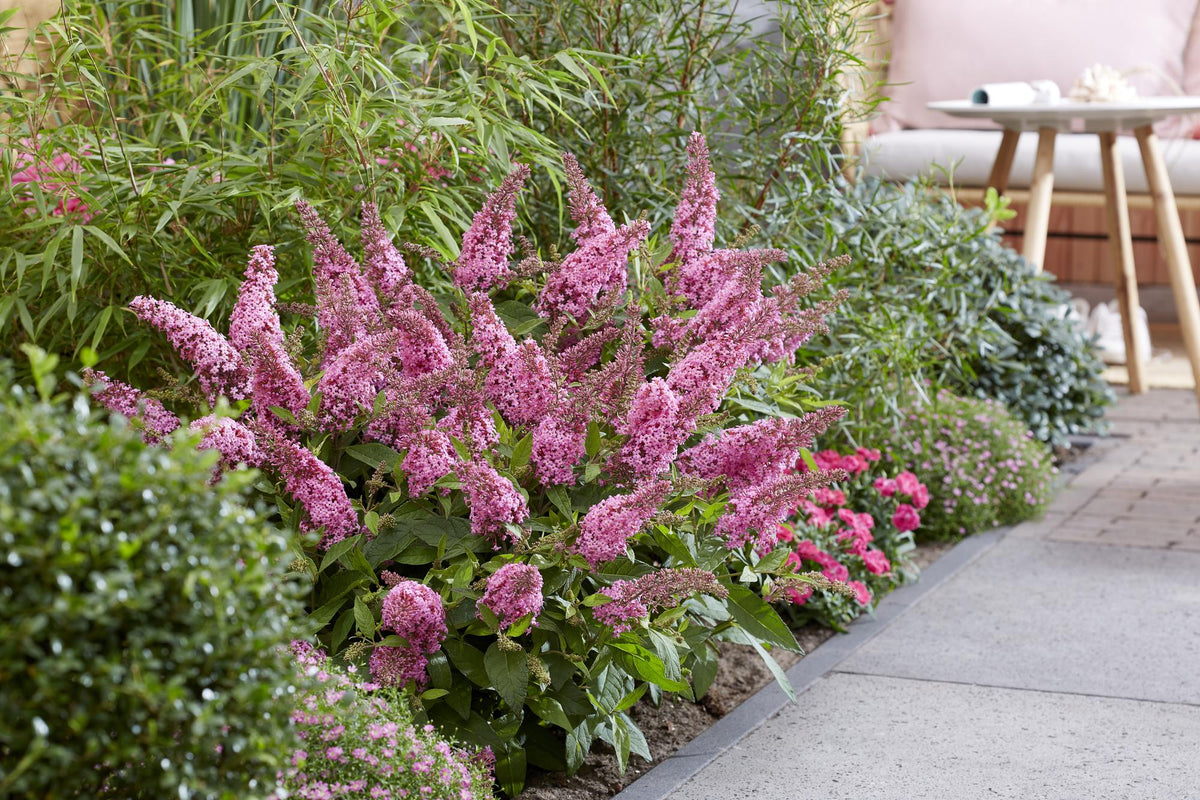Green boutiQ - Gartenpflanze - Buddleja davidii Butterfly Candy Little Pink - Schmetterlingsflieder - Kompakt - Rosa - 1 Pflanze - Topf 12cm - Höhe 20-25cm