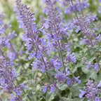Green boutiQ - Plante vivace - Nepeta faassenii Walker's Low - Menthe à chat - Mellifère et attire les papillons - Bleu - 1 plante - Pot 11 cm - Hauteur 15-25 cm
