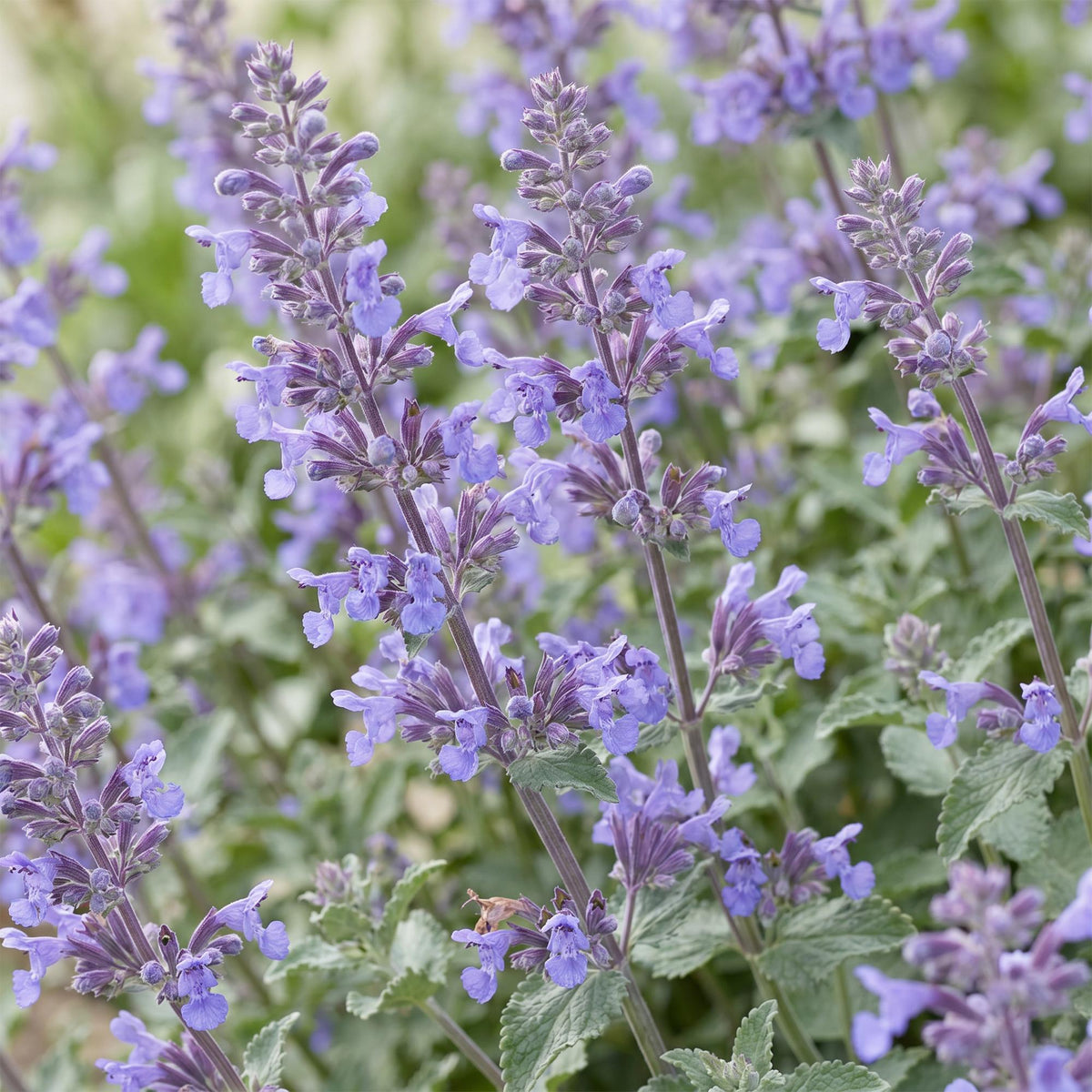 Green boutiQ - Plante vivace - Nepeta faassenii Walker's Low - Menthe à chat - Mellifère et attire les papillons - Bleu - 1 plante - Pot 11 cm - Hauteur 15-25 cm