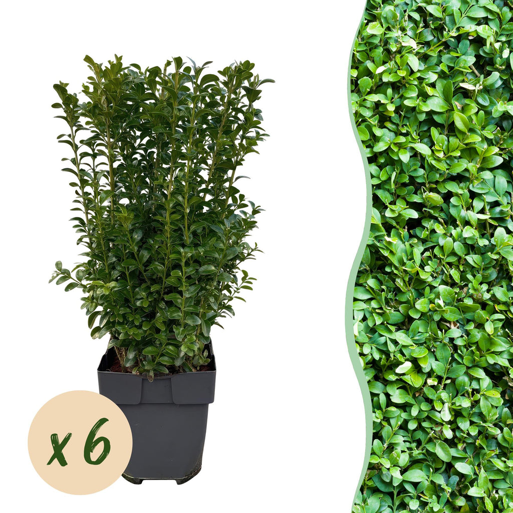 Green boutiQ - Plantes de haie - Buxus sempervirens - feuillage vert - 6 plantes - 1 mètre linéaire - persistant - pot 17 cm hauteur 45 cm