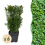 Green boutiQ - Plantes de haie - Buxus sempervirens - feuillage vert - 6 plantes - 1 mètre linéaire - persistant - pot 17 cm hauteur 45 cm