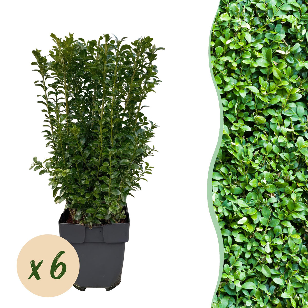 Green boutiQ - Plantes de haie - Buxus sempervirens - feuillage vert - 6 plantes - 1 mètre linéaire - persistant - pot 17 cm hauteur 45 cm