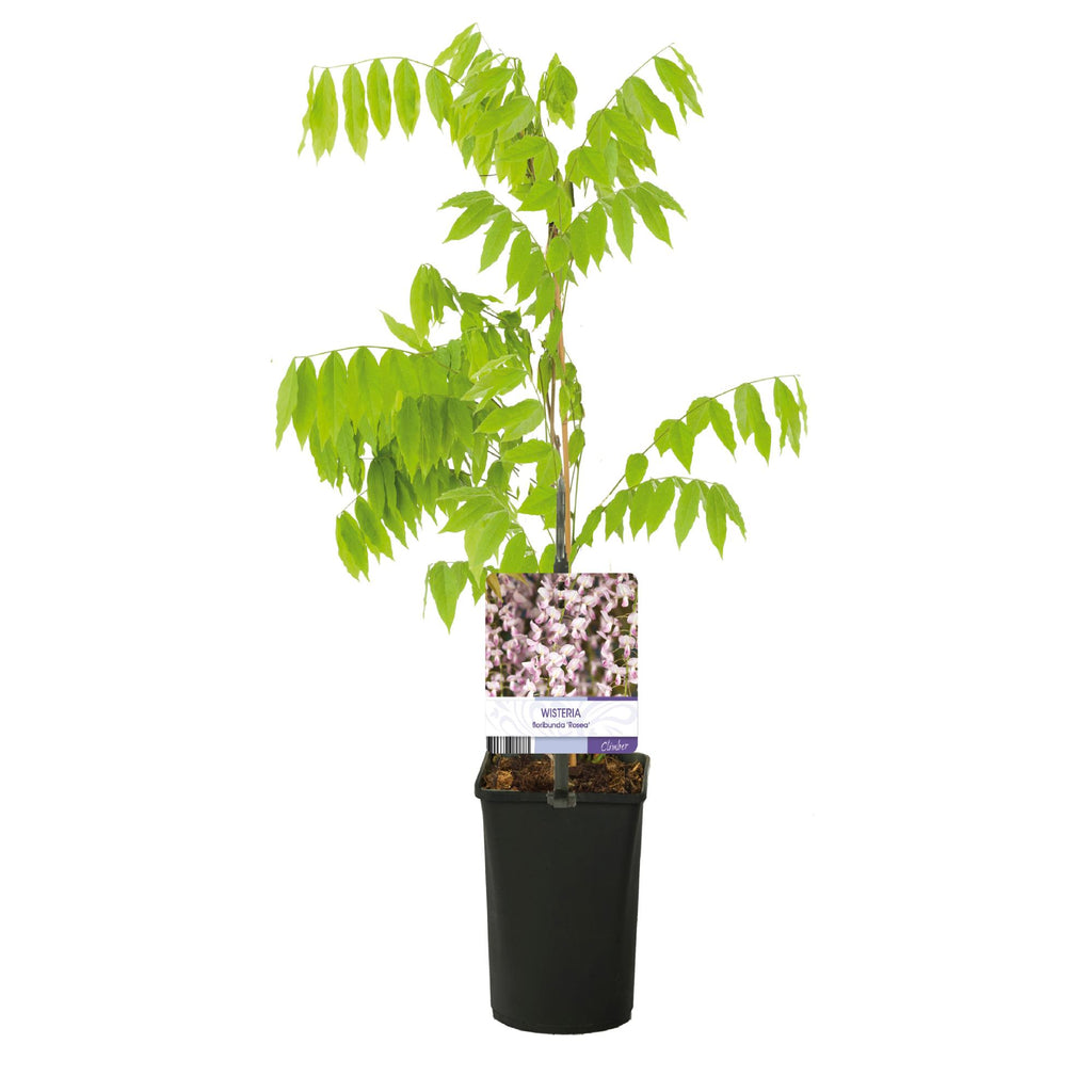 Green boutiQ - Glycine - Wisteria floribunda Rosea - Fleurs roses - 1 plante - Pot 11cm Hauteur 40cm