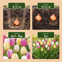 96x Tulipa Sorbet mix - Tulp Sorbet mix - Diversen - Voorjaarsbloeier - Bolmaat 11/12