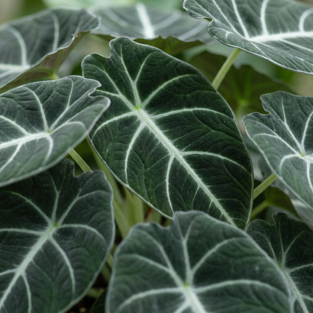 Alocasia Ninja - Ninja Elephant Ear - Black - Tropical - Ø6cm - ↕10cm