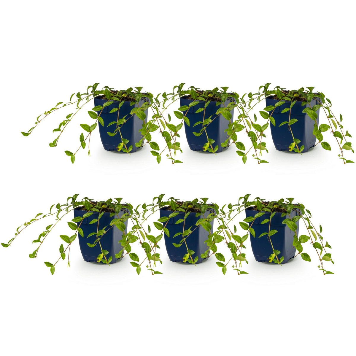 Vasteplant - Vinca minor - Maagdenpalm - Bodembedekkend - blauw - 6 Planten - Pot 11cm - Hoogte 15-25cm