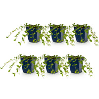 Vasteplant - Vinca minor - Maagdenpalm - Bodembedekkend - blauw - 6 Planten - Pot 11cm - Hoogte 15-25cm