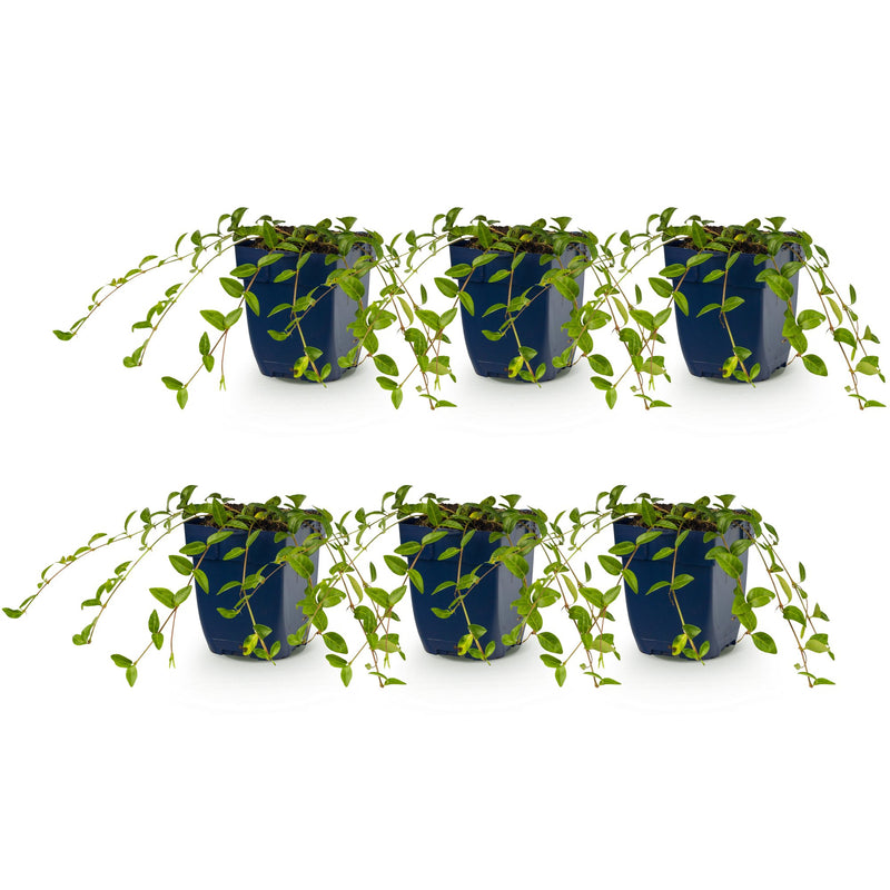Vasteplant - Vinca minor - Maagdenpalm - Bodembedekkend - blauw - 6 Planten - Pot 11cm - Hoogte 15-25cm