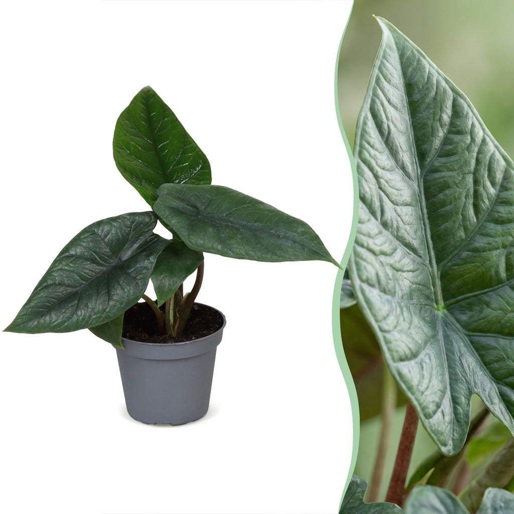 Alocasia Scalprum - Elephant Ear - Grey - Tropical - Ø6cm - ↕15cm