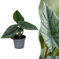 Alocasia Scalprum - Elephant Ear - Grey - Tropical - Ø6cm - ↕15cm