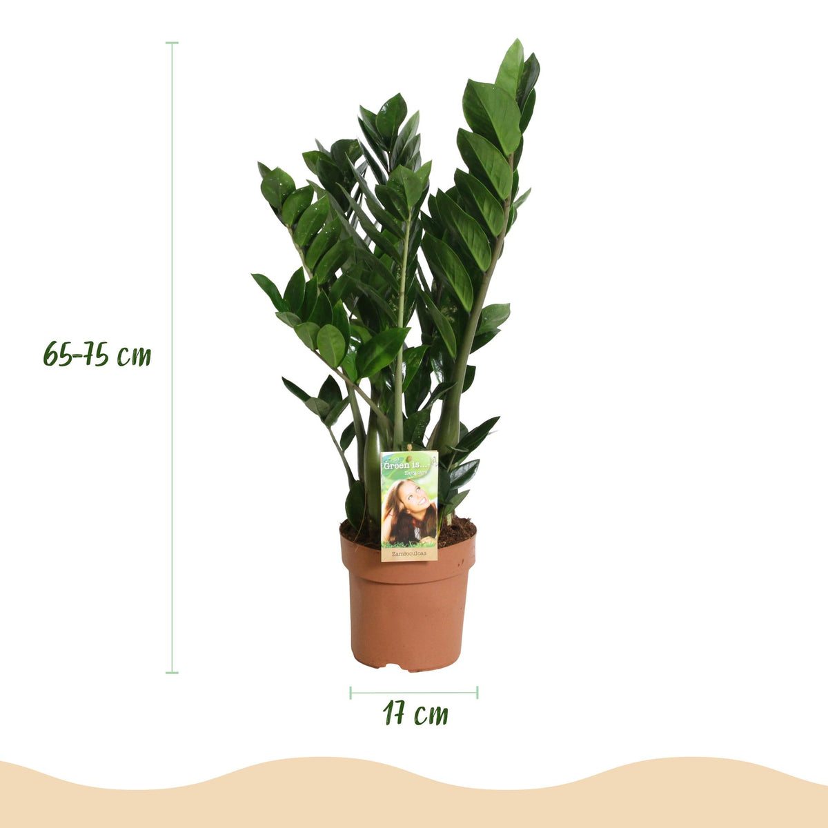 Green BoutiQ - Green is... Plantes d'intérieur - Zamioculcas - Plante ZZ - Peu d'entretien - Vert - 2 Plantes - Pot 17cm - Hauteur 65-75cm