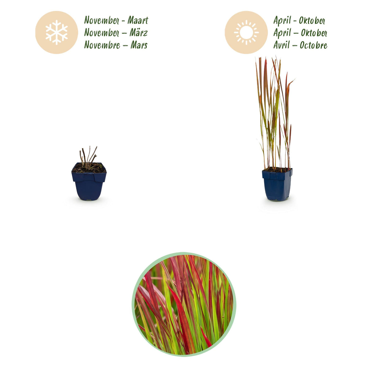 Green boutiQ - Graminées - Imperata cylindrica Red Baron - Herbe sanglante du Japon - Pousses rouges - Rouge - 24 plantes - Pot 11cm - Hauteur 15-25cm