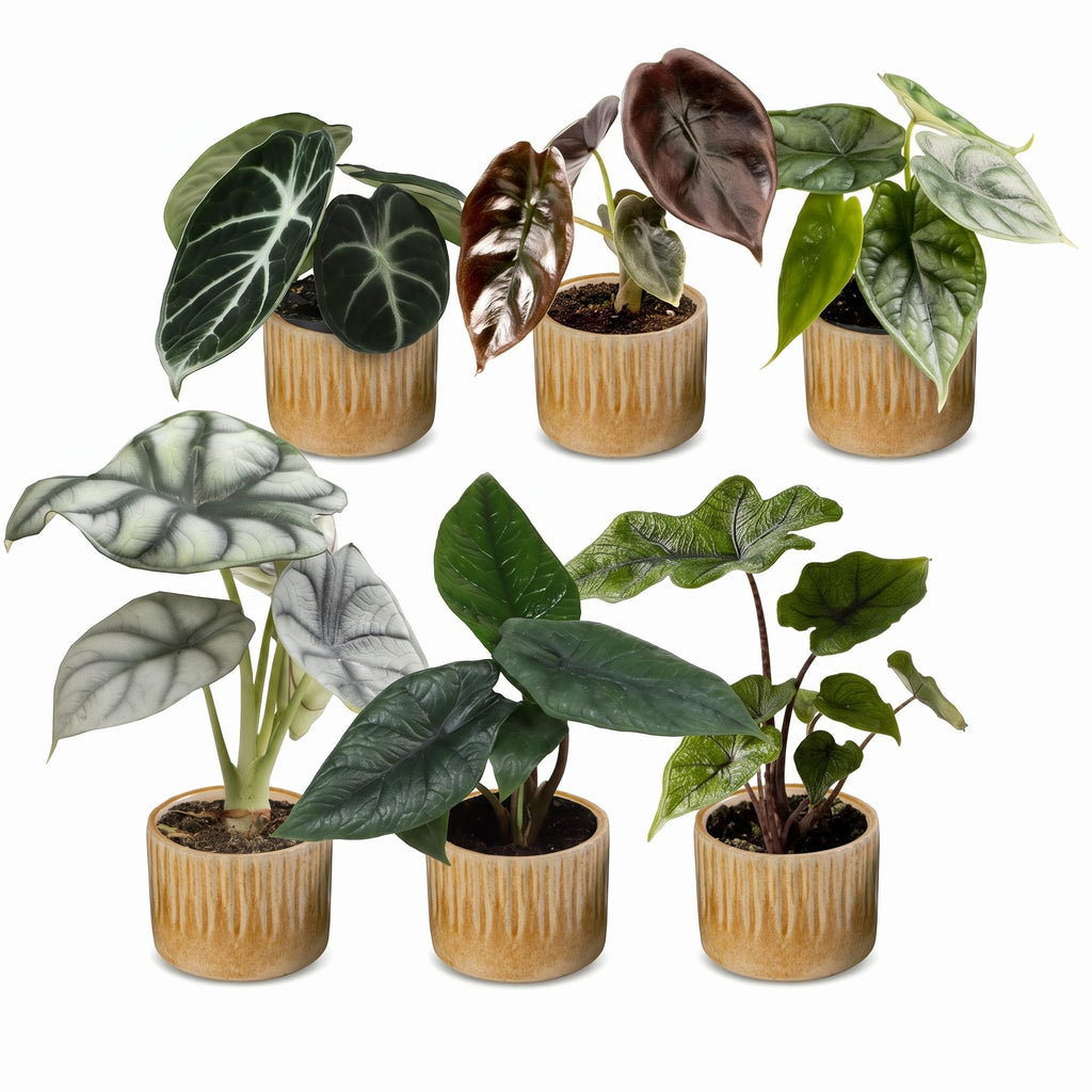 6x Baby Alocasia Familie - Red - Green - Black - Silver - Grey - Tropical - incl. Linnea Honey - Ø6cm - ↕12cm