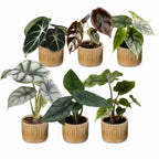 6x Baby Alocasia Familie - Red - Green - Black - Silver - Grey - Tropical - incl. Linnea Honey - Ø6cm - ↕12cm