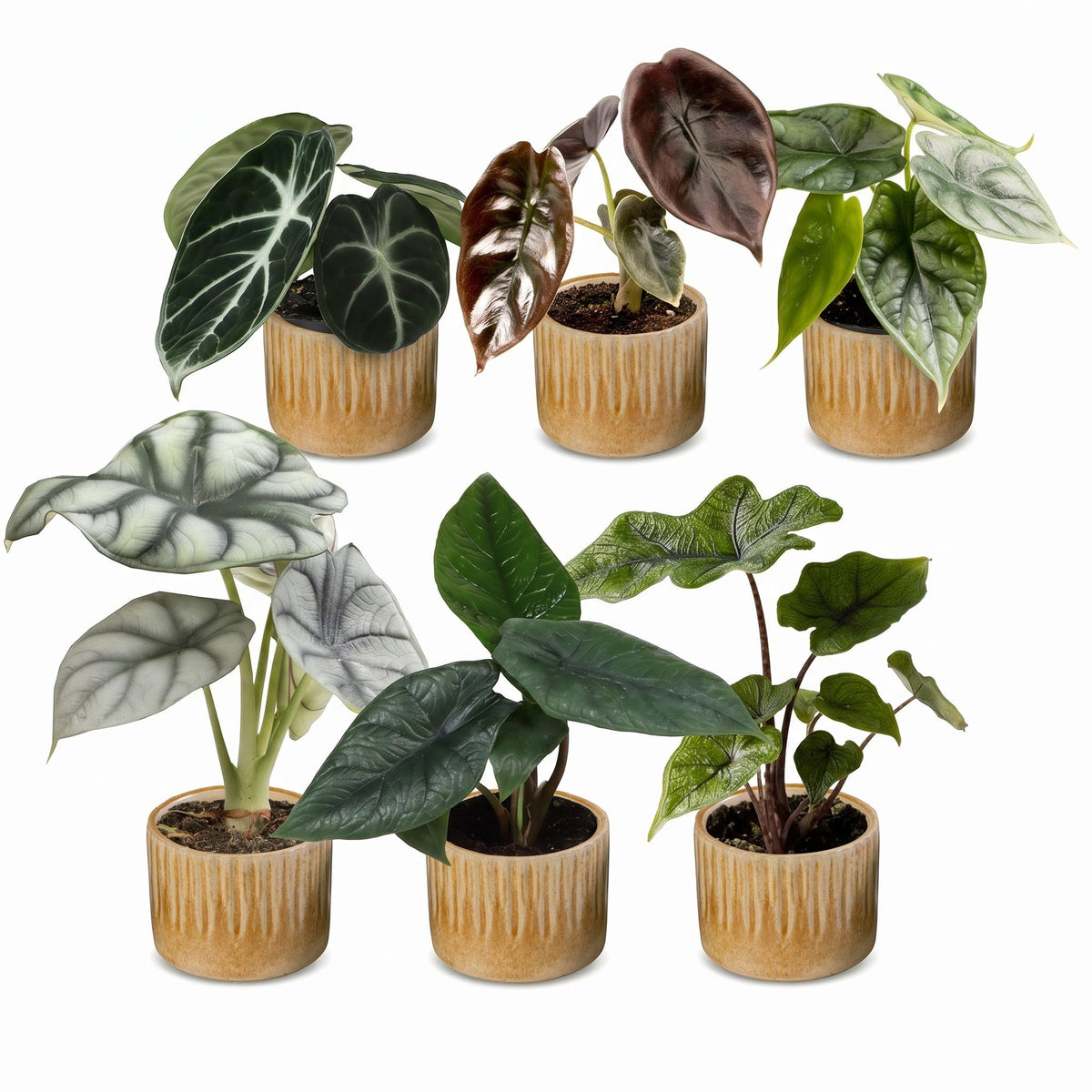 6x Baby Alocasia Familie - Red - Green - Black - Silver - Grey - Tropical - incl. Linnea Honey - Ø6cm - ↕12cm
