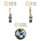 Green boutiQ - Fruit - Vaccinium corymbosum Bluecrop - Myrtillier - Rustique - Myrtille - 2 Plantes - Pot 15cm - Hauteur 50cm
