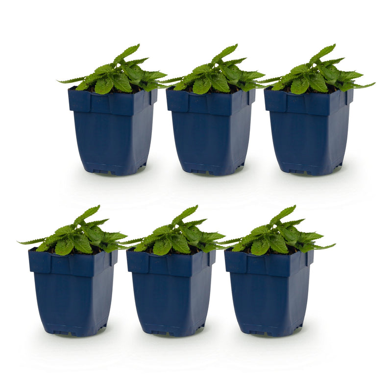 Green boutiQ - Perennial - Stachys off. Ukkie - Lamb's Ear - Rock Plants - Pink - 6 Plants - Pot 11cm - Height 15-25cm