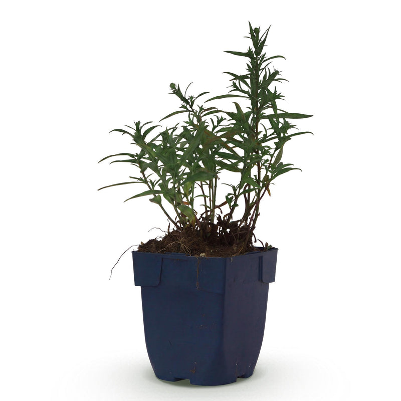 Green boutiQ - Vasteplant - Aster (D) Mittelmeer - Zeeaster - Bijen en Vlinderlokkers - Paars - 1 Plant - Pot 11cm - Hoogte 15-25cm