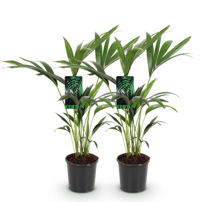 Green boutiQ - Kamerplant - Howea Forsteriana - Kentia Palm - Weinig Onderhoud - Groen - 2 planten - Pot 17cm - Hoogte 70-75cm