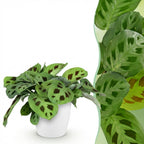 Green boutiQ - Zimmerpflanze - Maranta Fascinator Kerchoveana - Zebra-Pfeilwurz - Haustierfreundliche Pflanze - Grün - 1 Pflanze - mit weißem Übertopf - Topf 12 cm - Höhe 25 cm