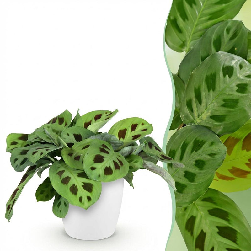 Green boutiQ - Kamerplant - Maranta Fascinator Kerchoveana - Zebraplant - Huisdiervriendelijke Plant - Groen - 1 Plant - met Potter Wit - Pot 12cm - Hoogte 25cm