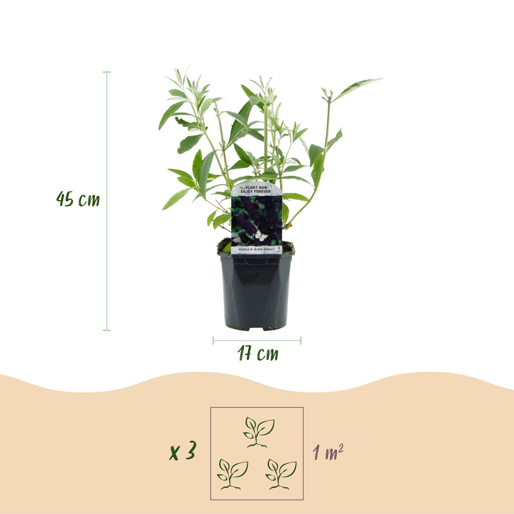 Green boutiQ - Plante de jardin - Buddleja davidii Black Night - Arbre aux papillons - Rustique - Violet - 1 Plante - Pot 17cm - Hauteur 45cm