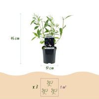 Green boutiQ - Tuinplant - Buddleja davidii Black Night - Vlinderstruik - Winterhard - Paars - 1 Plant - Pot 17cm - Hoogte 45cm