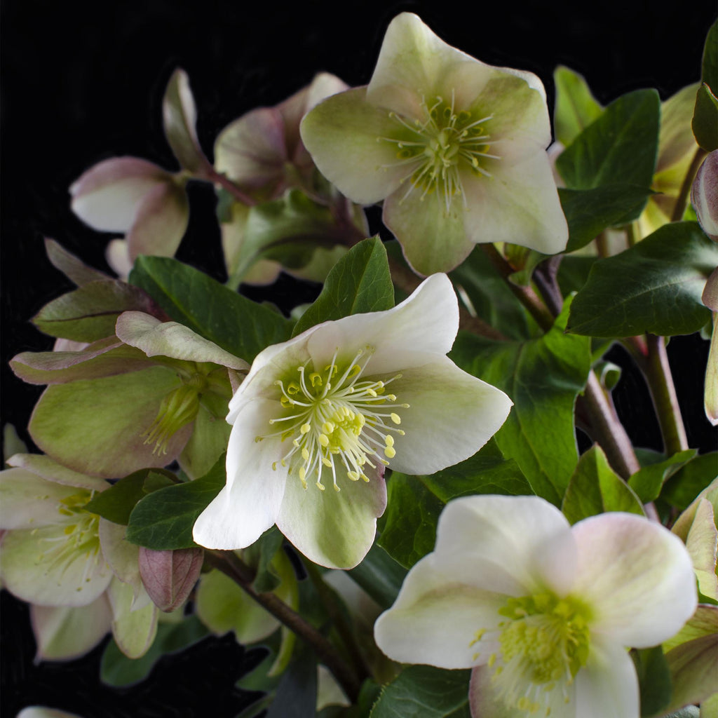 Green boutiQ - Plante de jardin - Rose de Carême - Hellébore Diamfire - Fleur verte - Persistante - Pot 19cm Hauteur 40cm
