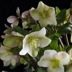 Green boutiQ - Plante de jardin - Rose de Carême - Hellébore Diamfire - Fleur verte - Persistante - Pot 19cm Hauteur 40cm