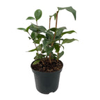 Green boutiQ - Arbustes - Camellia japonica Tricolour - Fleur Rose, Blanche et Rouge - 3 Plantes - 1 m2 - Persistant - Pot 15 cm Hauteur 30 cm