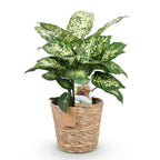 Green BoutiQ - Green is... Plantes d'intérieur - Dieffenbachia Compacta - Dieffenbachia - Peu d'entretien - avec panier - Vert - 1 Plante - Pot 17cm - Hauteur 45-50cm