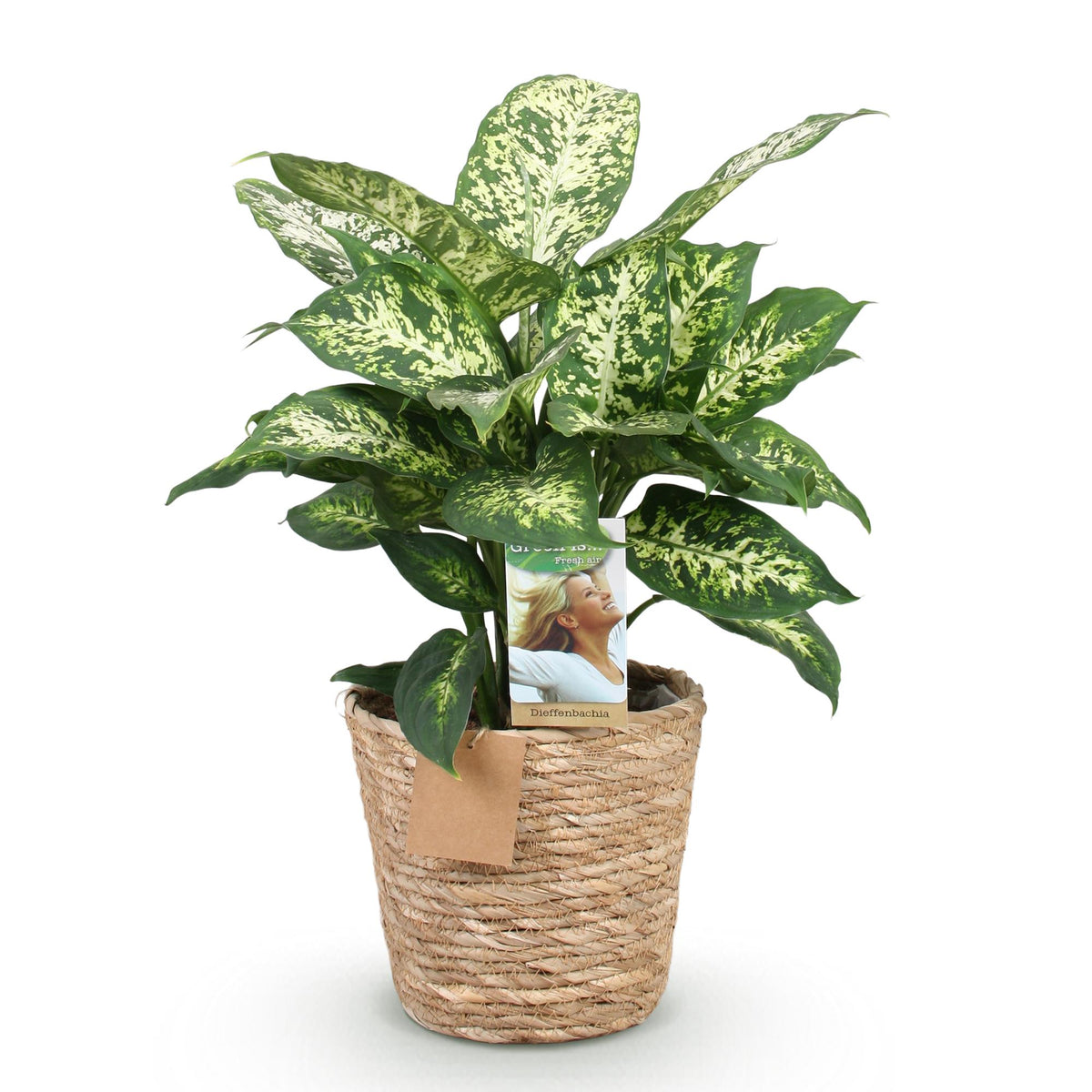 Green BoutiQ - Green is... Plantes d'intérieur - Dieffenbachia Compacta - Dieffenbachia - Peu d'entretien - avec panier - Vert - 1 Plante - Pot 17cm - Hauteur 45-50cm