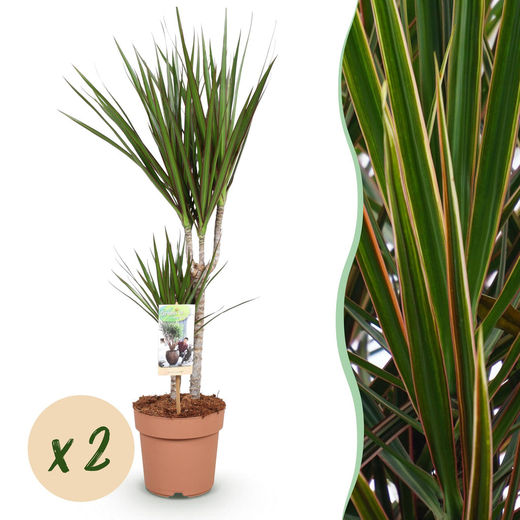 Green BoutiQ - Green is... Plantes d'intérieur - Dracaena Marginata - Dragonnier - Peu d'entretien - Vert - 2 plantes - Pot 17cm - Hauteur 70-80cm