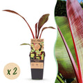 Green boutiQ - Plante fruitière - Musa ensete Maurelli - Bananier - Rustique - Rouge-Vert - 2 Plantes - Pot 15cm - Hauteur 50cm