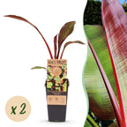 Green boutiQ - Plante fruitière - Musa ensete Maurelli - Bananier - Rustique - Rouge-Vert - 2 Plantes - Pot 15cm - Hauteur 50cm
