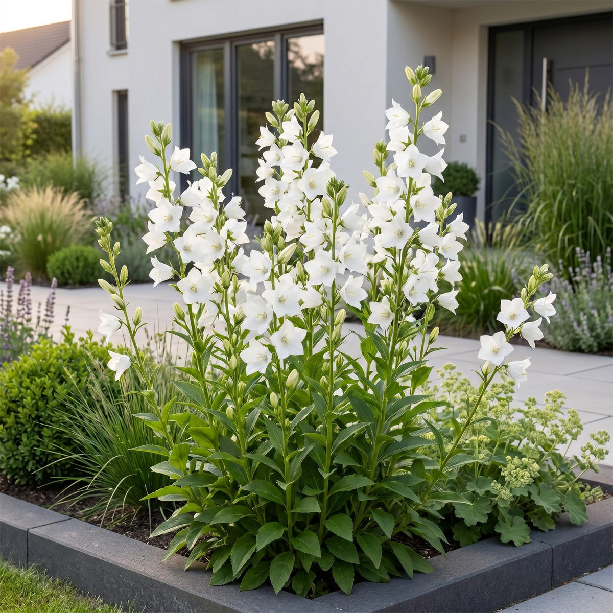 Green boutiQ - Plante vivace - Campanula pers. Alba - Campanule à feuilles de pêcher - Attire les abeilles et les papillons - Blanc - 1 plante - Pot 11 cm - Hauteur 15-25 cm
