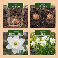 30x Narcissus Mount Hood - Trompetnarcis - Wit - Voorjaarsbloeier - Bolmaat 10/12
