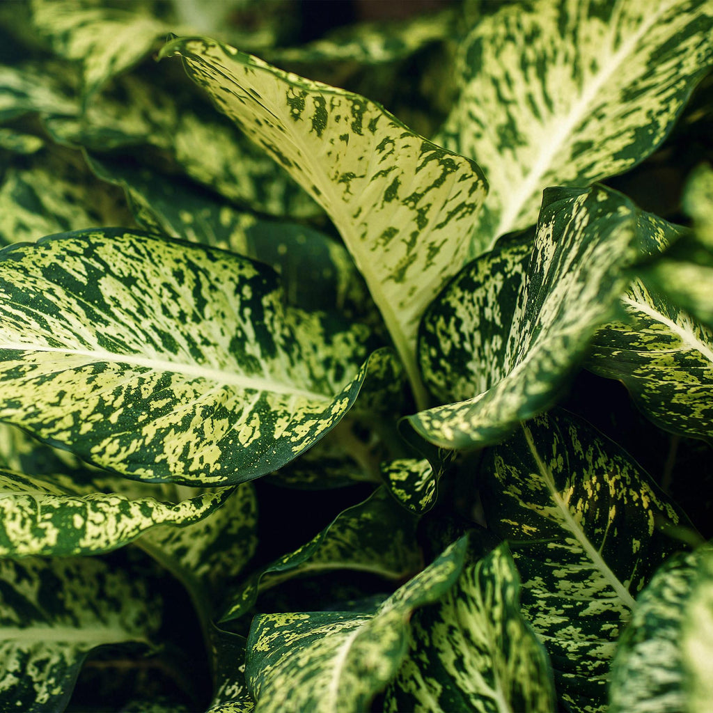 Green BoutiQ - Green is... Plantes d'intérieur - Dieffenbachia Compacta - Dieffenbachia - Peu d'entretien - Vert - 1 Plante - Pot 17cm - Hauteur 45-50cm