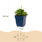 Green boutiQ - Stauden - Campanula portenschlagiana Tricolour - Dalmatiner-Glockenblume - Bodendeckend - Violett - Rosa - Weiß - 12 Pflanzen - Topf 11cm - Höhe 15-25cm