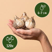 320x Allium Ping Pong - Sierui Ping Pong - Wit - Zomerbloeier - Bolmaat 6/7
