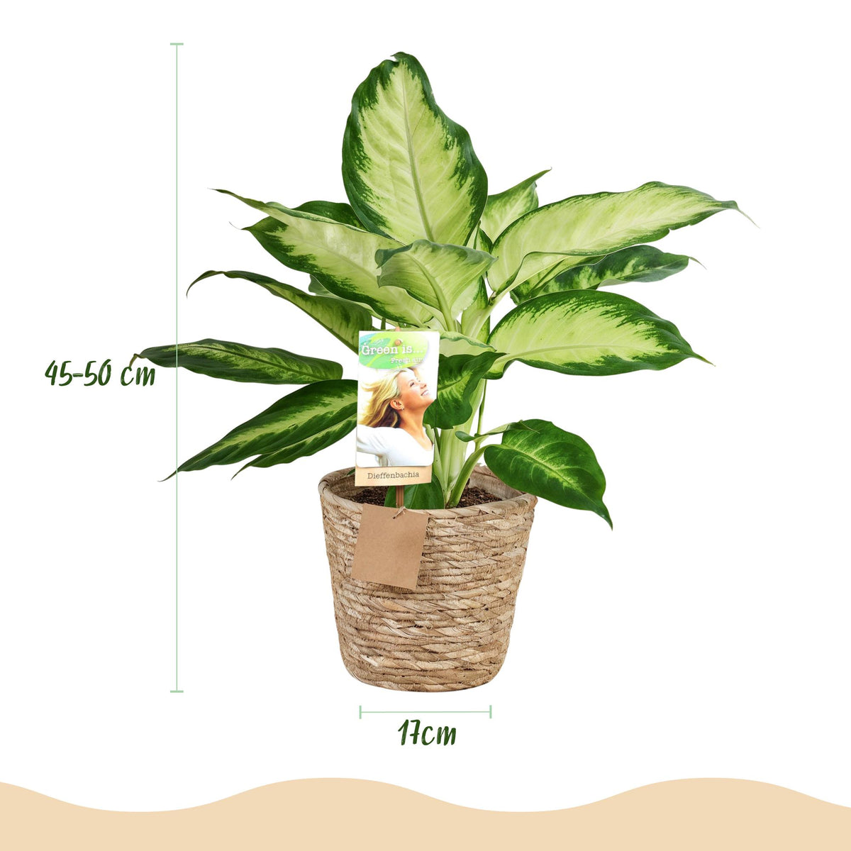 Green BoutiQ - Green is... Plantes d'intérieur - Dieffenbachia Camilla - Dieffenbachia - Peu d'entretien - avec panier - Vert - 1 Plante - Pot 17cm - Hauteur 45-50cm