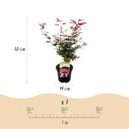 Green boutiQ - Plante de terrasse - Érable du Japon - Acer palmatum Shaina - Rouge - 1 plante - Caduc - Pot 19cm Hauteur 70cm